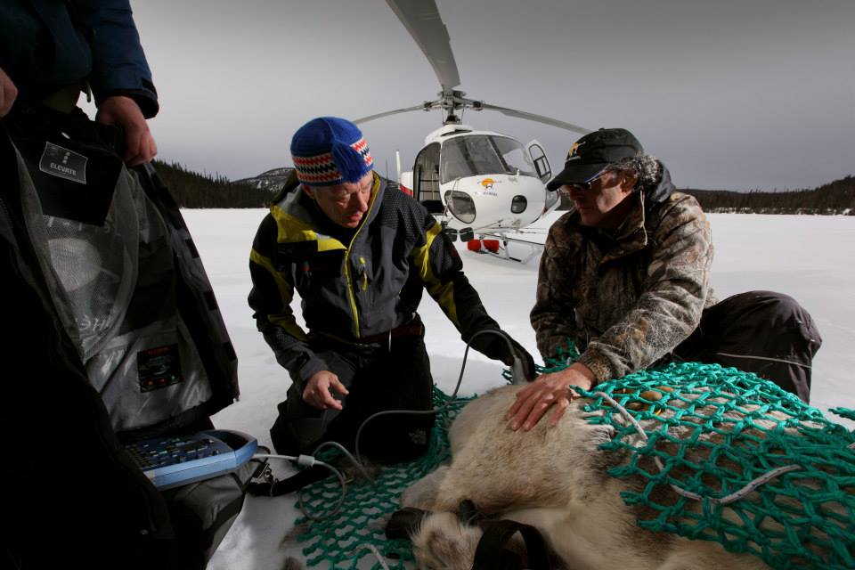 Serge Couturier, réalisant une échographie sur une femelle caribou Photo: courtoisie