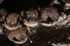Chauves-souris